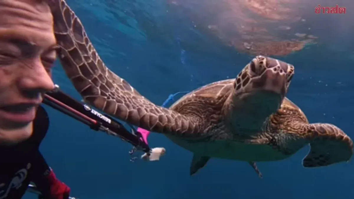 Hilarious Viral Moment: Confused Diver Gets 'Slapped' and Chased by Sea Turtle Before Swimming Away Unfazed