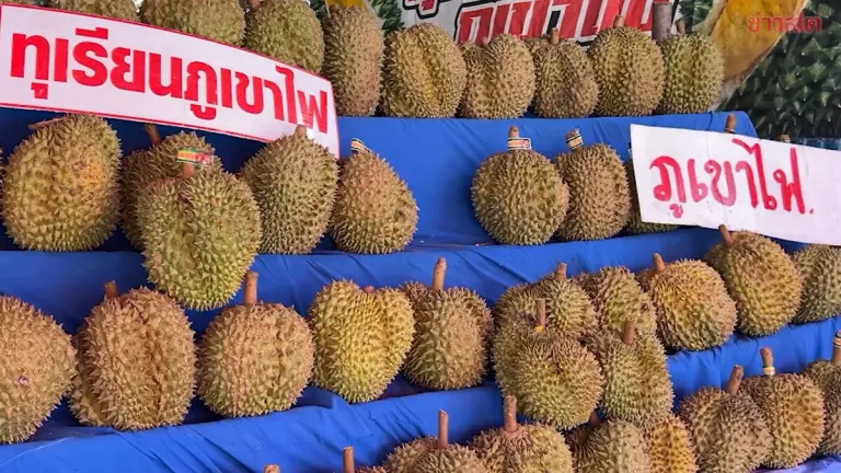 Durian vendors shrug off 100-baht-per-fruit trend, pointing out you get what you pay for