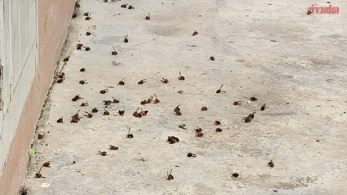 Illegal Wasp Nest Burning Triggers Attack on Chiang Rai Community