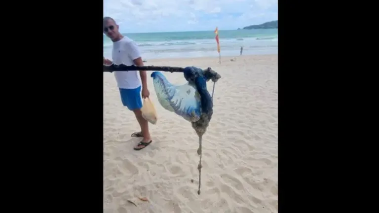 Phuket Lifeguards Warn of Portuguese Man-of-War