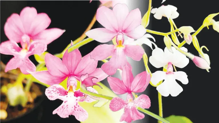 Terrestrial Orchids Emerge As Profitable Market Crop