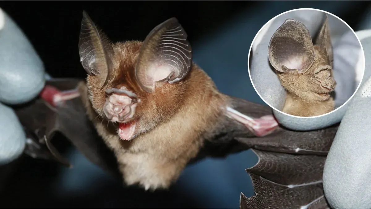 Thailand Discovers Rare Bat Species for First Time