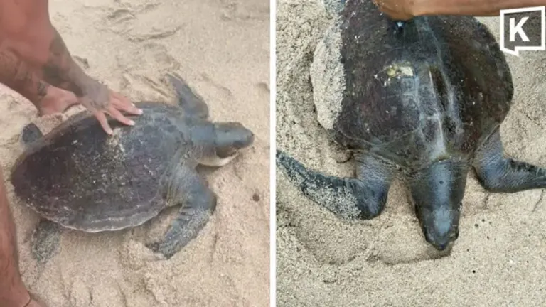 Sea Turtle Rescued After Washing Ashore at Kamala Beach