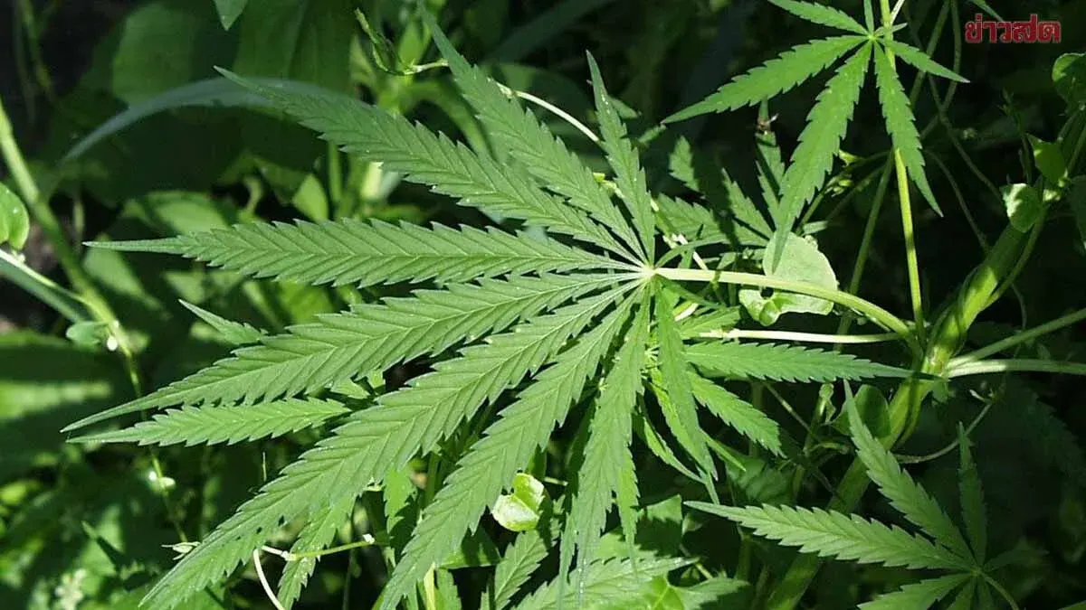 Cannabis Medicine Law Draft Set For July 24 Approval
