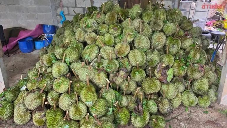 Storm Devastates Rayong Durian Orchards: 43 Tons Lost, Farmers Face 4.3 Million Baht Damage