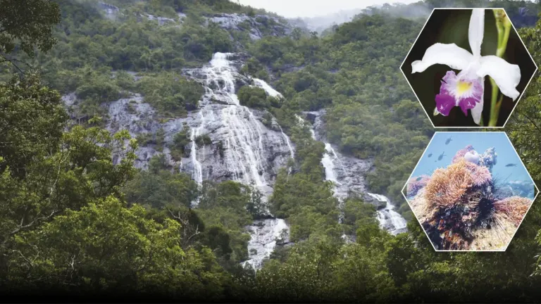 Ranong and Chumphon: Four National Parks Showcase Southern Thailand