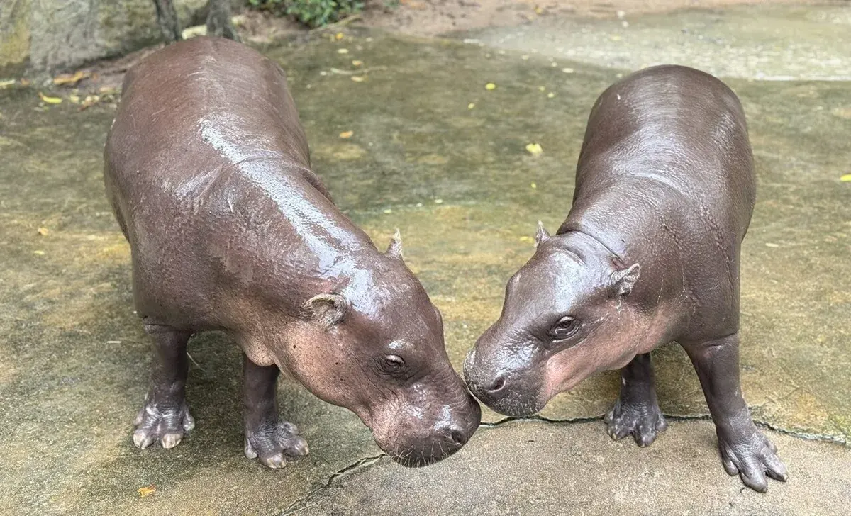 Zoo Celebrates Hippo's Second Birthday With Free Admission