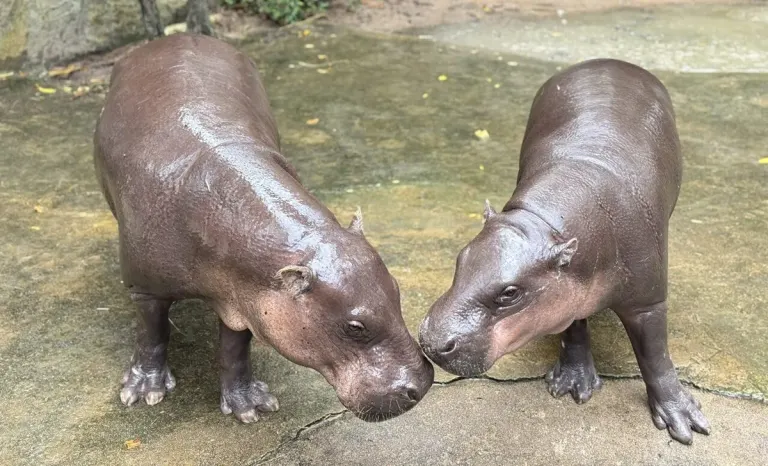 Zoo Celebrates Hippo's Second Birthday With Free Admission
