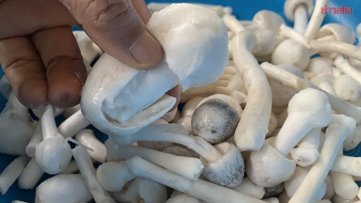 Once a Year: First Rains Trigger 'Semet' Mushroom Season as Locals Rush to Harvest and Earn 200 Baht per Kilo