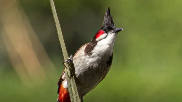Thailand Removes Red-Whiskered Bulbul From Protected Wildlife List