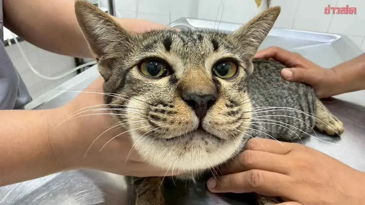 Cat Owner's Cautionary Tale: Vets Warn Against Giving Paracetamol to Pets—It Can Be Deadly