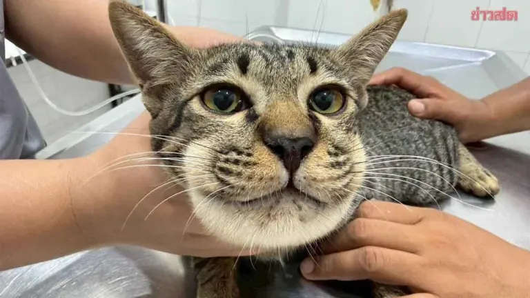 Cat Owner's Cautionary Tale: Vets Warn Against Giving Paracetamol to Pets—It Can Be Deadly