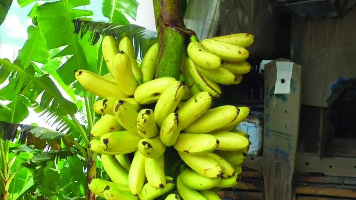 Kamphaeng Phet Researchers Boost Egg Banana Yields, Revive Industry