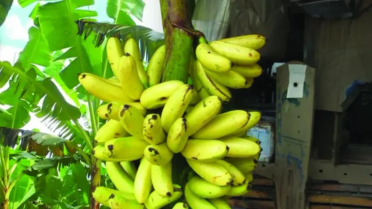 Kamphaeng Phet Researchers Boost Egg Banana Yields, Revive Industry