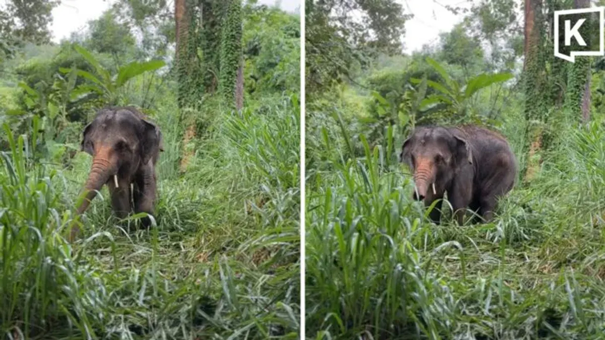 Rescuers Save Disabled Elephant From Flash Flood in Chiang Mai