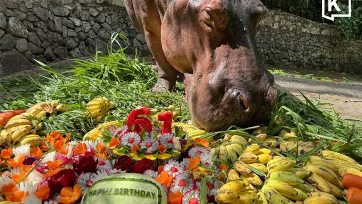 Mae Mali, Thailand's Oldest Hippo, Turns 61