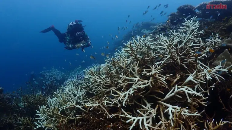 Coral Bleaching Threatens Surin Islands as Ocean Temperatures Soar