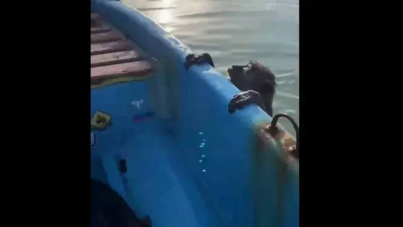 Fisherman Rescues Exhausted Monkey From Sea