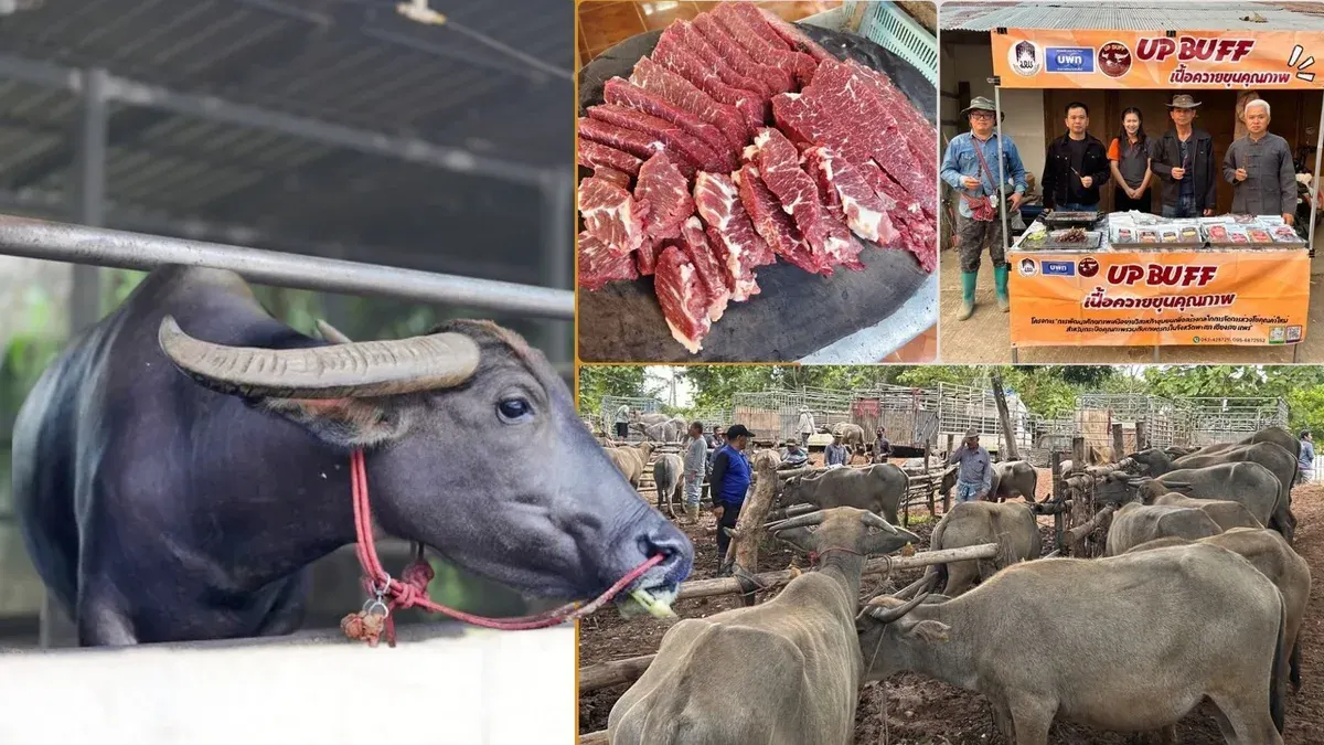 Buffalo Project Boosts Quality, Opens China Export Route for Farmers