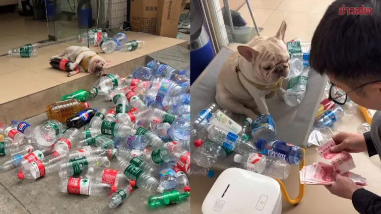 Recycling Dog! Helper Dog Collects Bottles for 5 Years, Generating Over 470,000 Baht in Income
