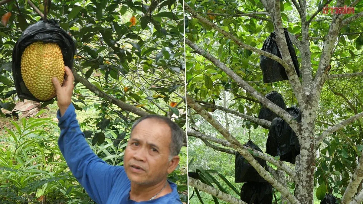 Trang Farmers Convert Rubber Land To Mixed Fruit Farm