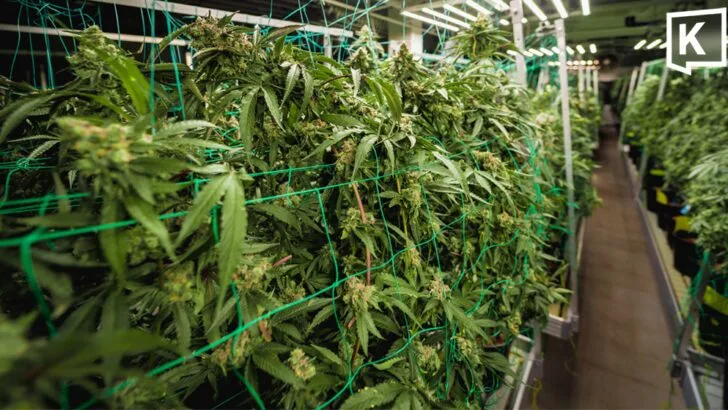 Health Ministry Steps Up Cannabis Farm Inspections
