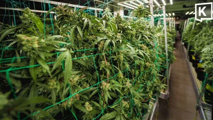 Health Ministry Steps Up Cannabis Farm Inspections
