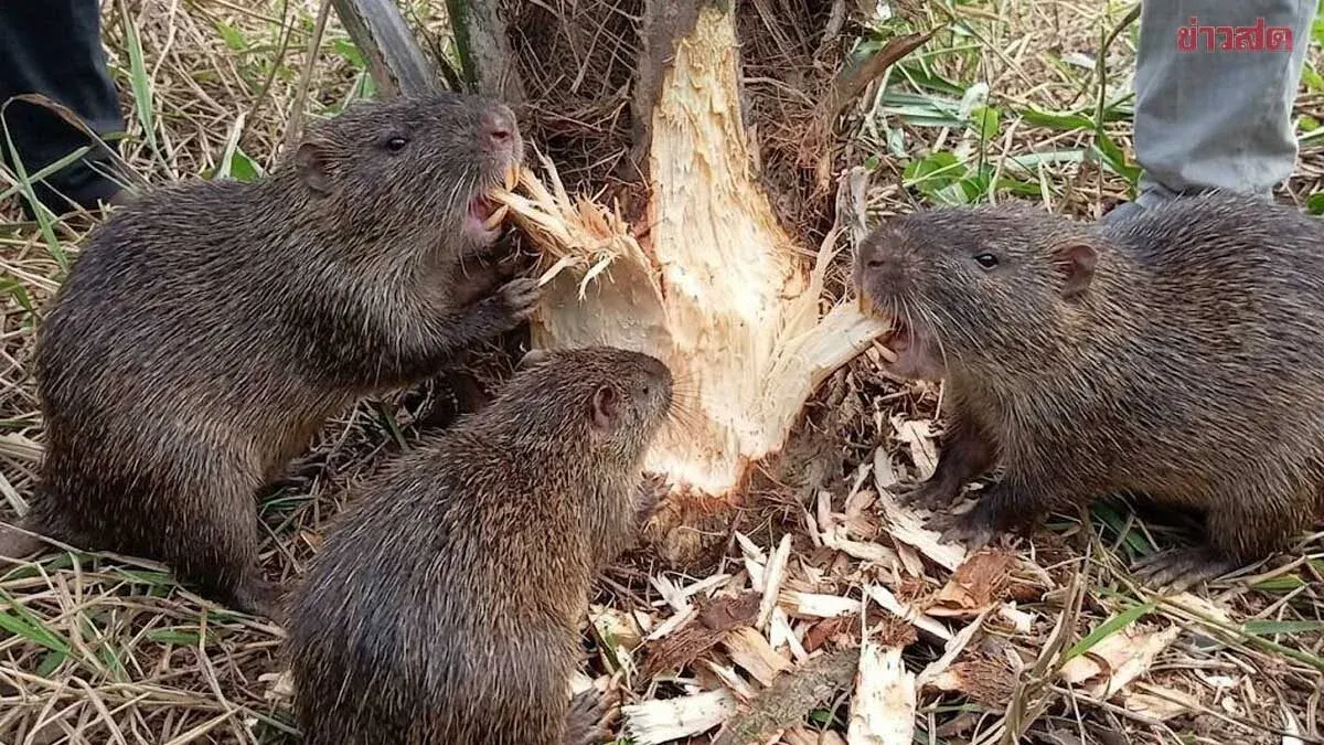 Invasive Nutria Ravage Palm Oil Farms, South Fears Economic Disaster