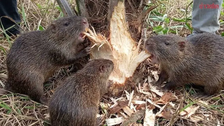 Invasive Nutria Ravage Palm Oil Farms, South Fears Economic Disaster
