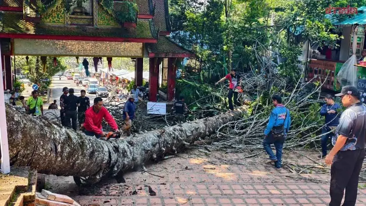 Giant Pine Tree Falls at Doi Suthep Temple in Chiang Mai