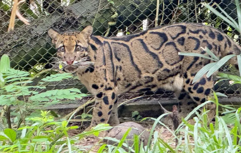 Khao Khiao Zoo Debuts Clouded Leopard to Public