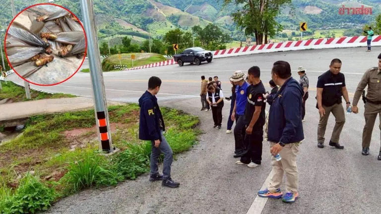 Slips and Falls on Phu Khao Ngoem Curve in Na Haew—District Chief and Police Investigate, Find Bug Residue Culprit