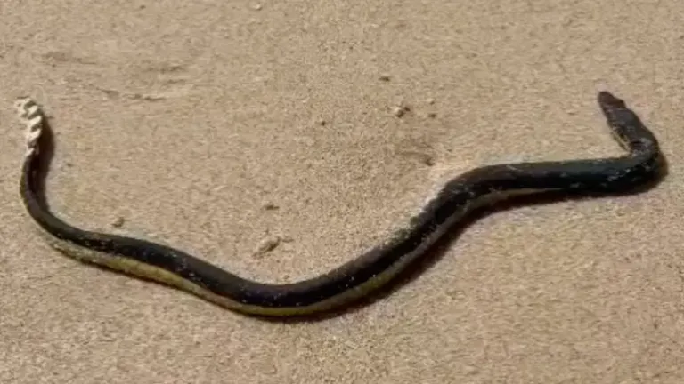 Sea Snake Washed Up on Kamala Beach