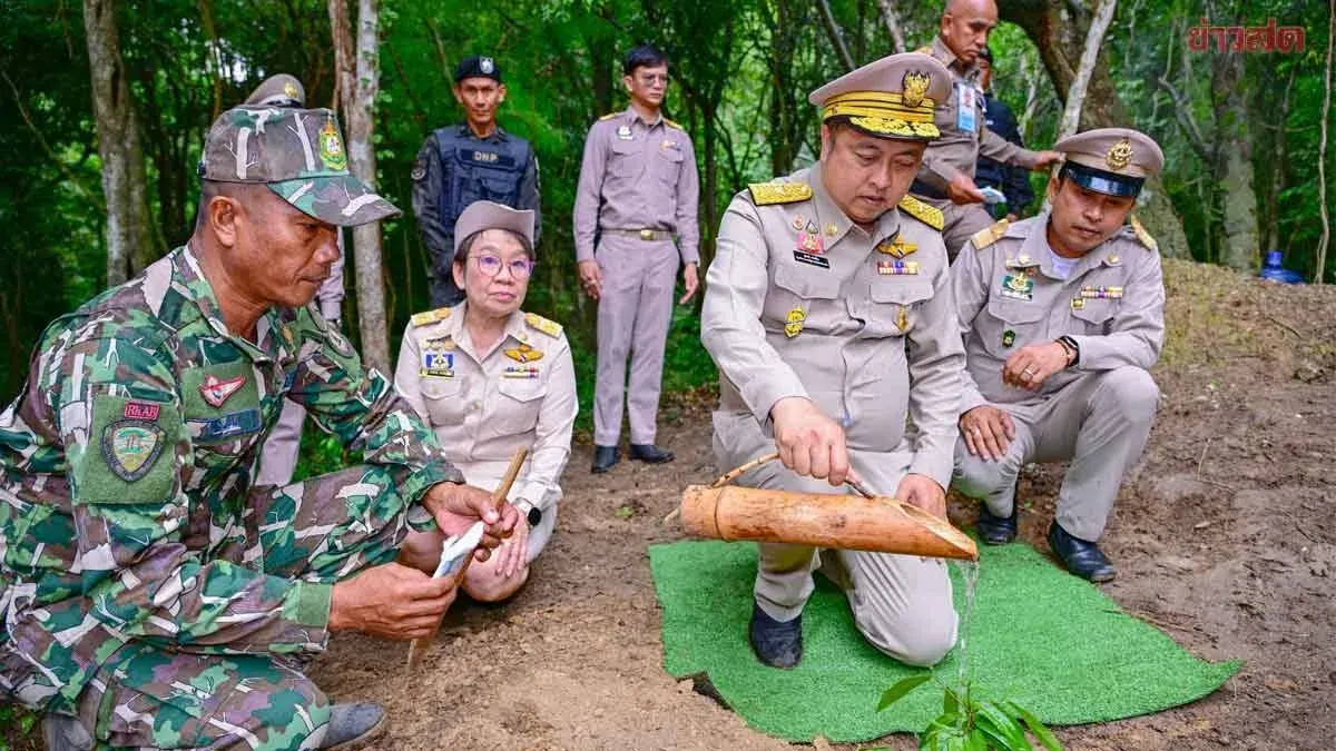 Officials Harvest Fragrant Sandalwood for Royal Funeral Rites