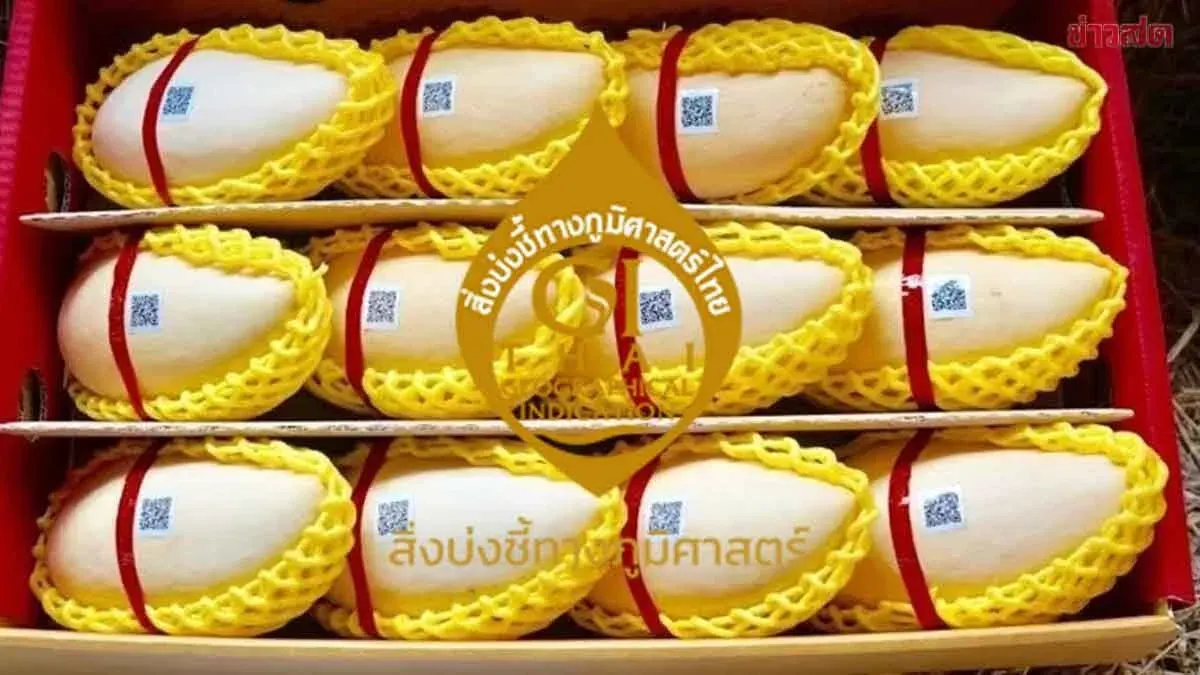 Thai GI Mangoes Rake In Over 1 Billion Baht