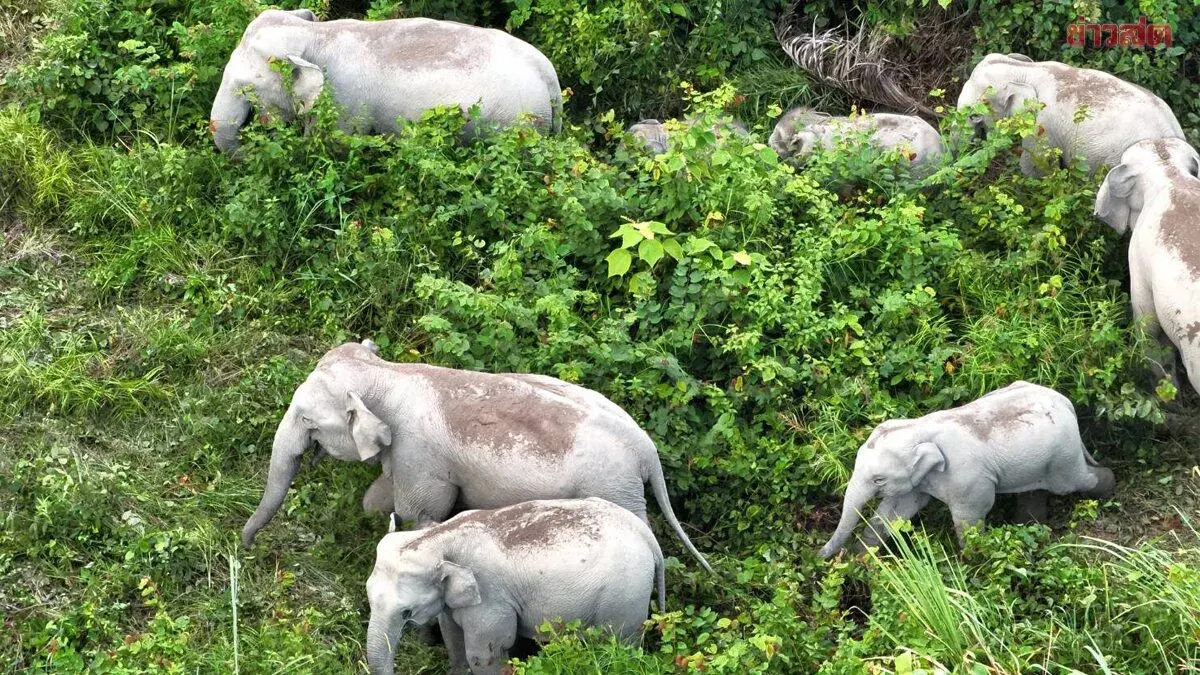Wild Elephants Overwhelm Chachang District as Officials Struggle