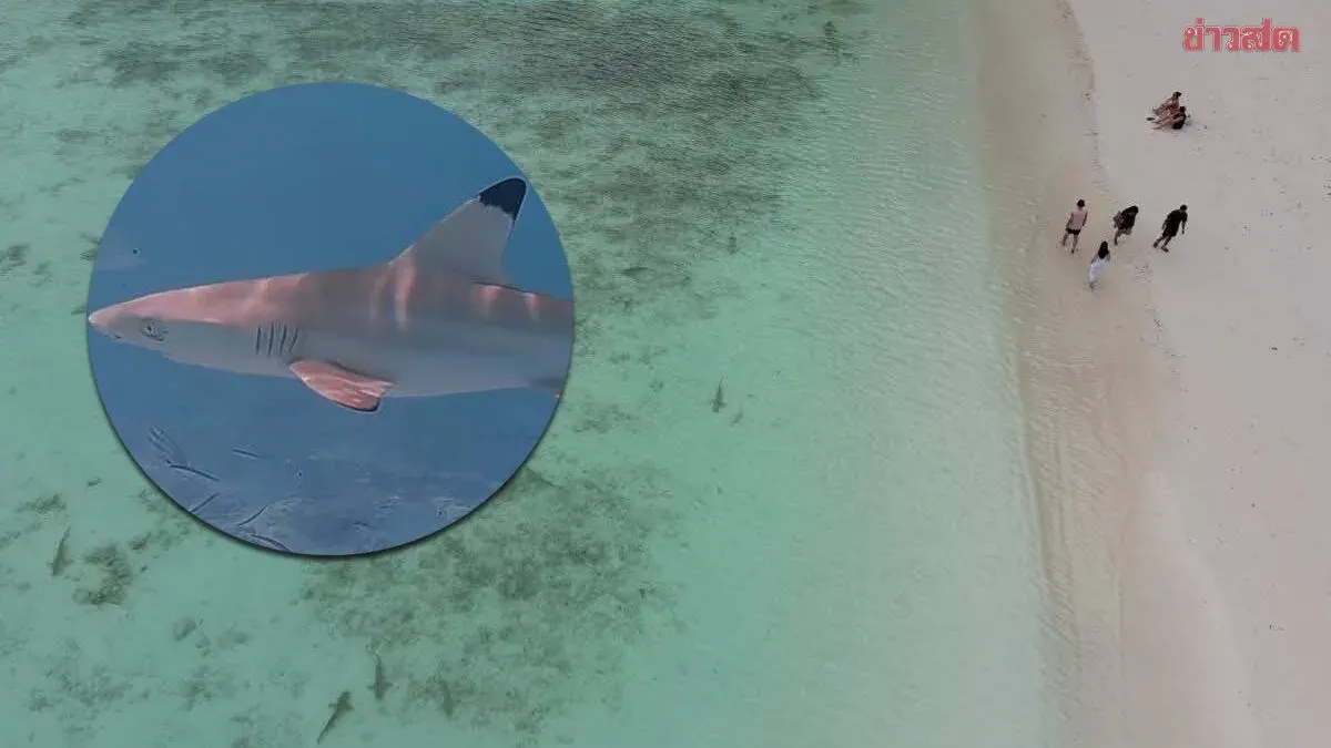 140 Blacktip Reef Sharks Spotted Displaying at Maya Bay Beach