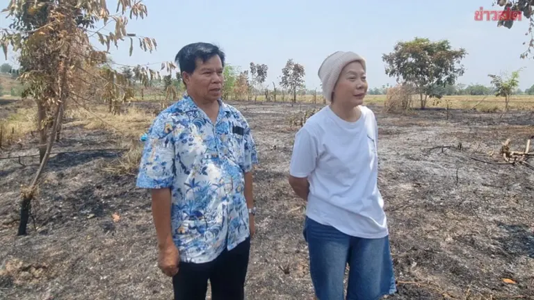 Farmer's Stubble Burning Spreads to Destroy 5 Rai Orchard, Owner Devastated as Rare Trees Lost