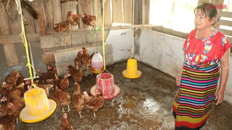Ratchaburi Flood Stresses Chickens, Egg Output Drops Sharply