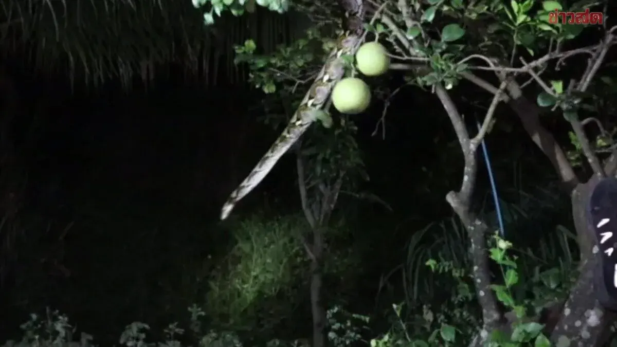 Three-Meter Python Caught After Killing 25 Chickens