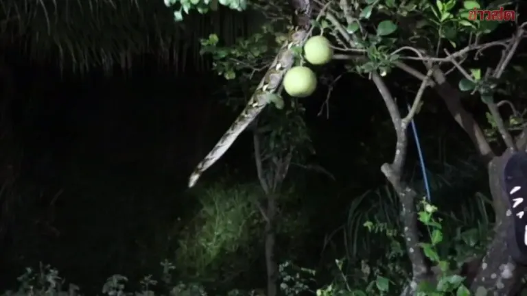 Three-Meter Python Caught After Killing 25 Chickens