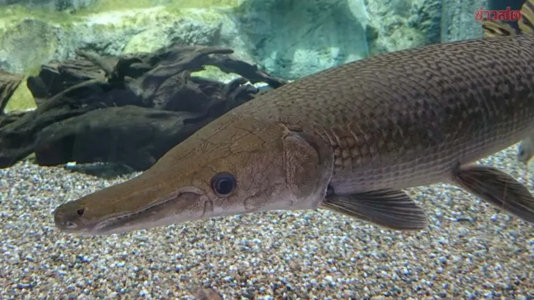 Authorities Warn Against Eating Toxic Alligator Gar Eggs After Flood