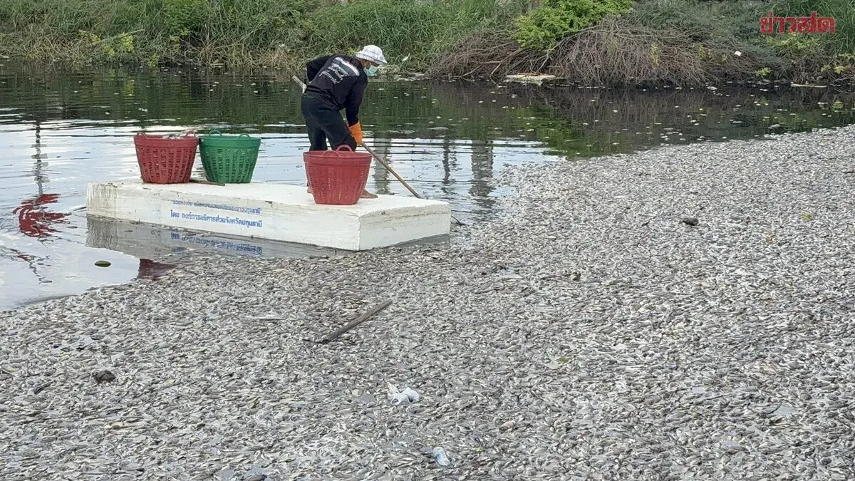 Mystery Fish Deaths Choke Pathum Thani Canal, 20 Tons Collected