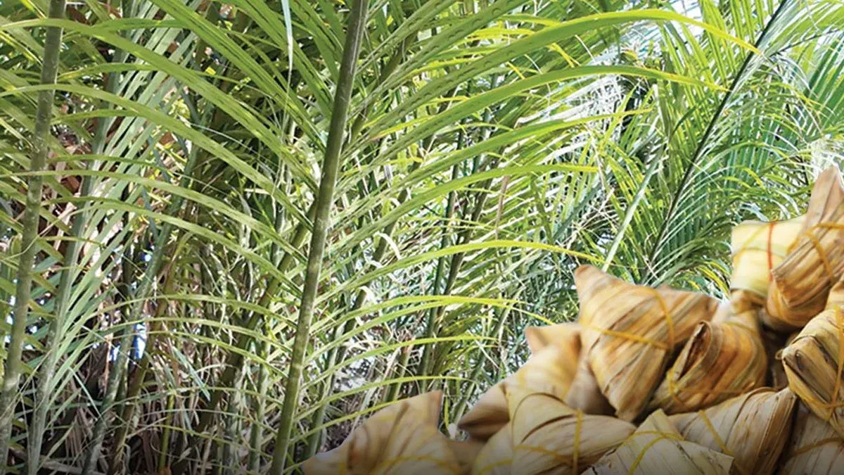 Fresh from Youth – Sticky Rice Wrapped in Jerak Leaves, the Breath of the Forest