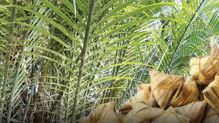 Fresh from Youth – Sticky Rice Wrapped in Jerak Leaves, the Breath of the Forest
