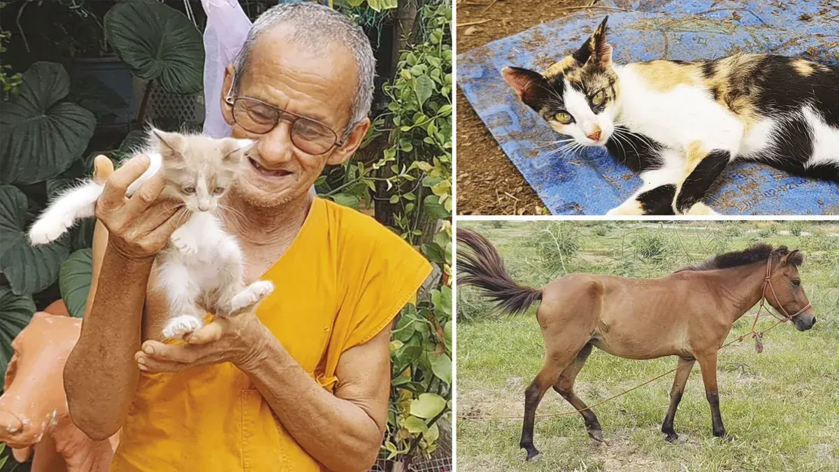 Two Elderly Monks Care for 60 Abandoned Animals on Meager Stipends