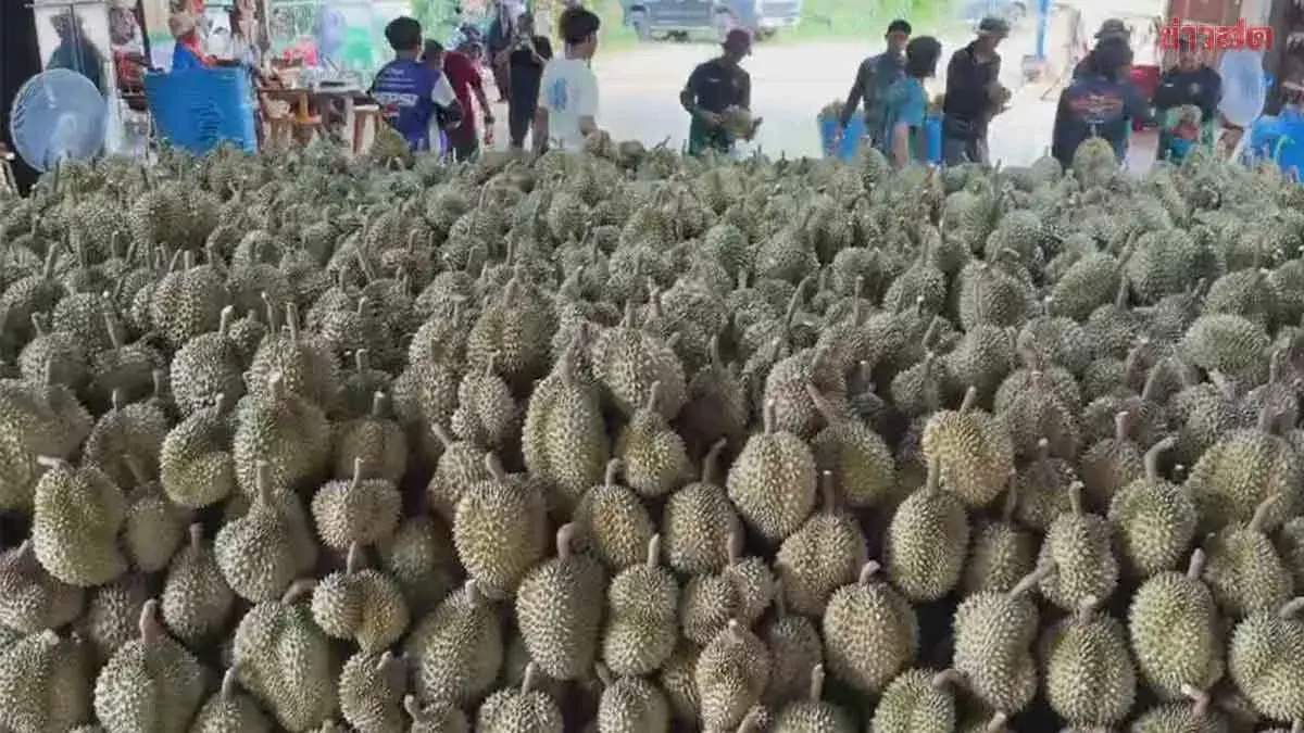 Premium Pak Chong Durians Showcase Quality, Flavor