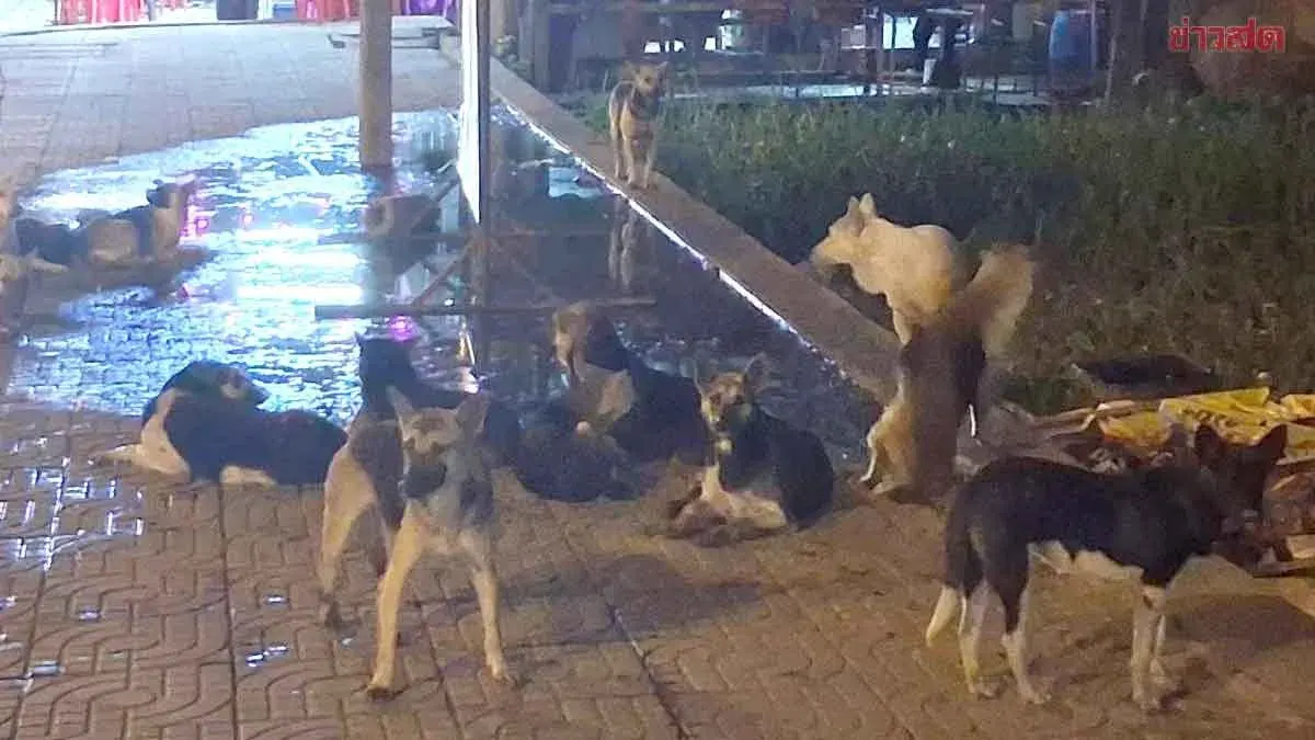 Pack of Stray Dogs Fleeing Floods Threatens Residents in Pathum Thani