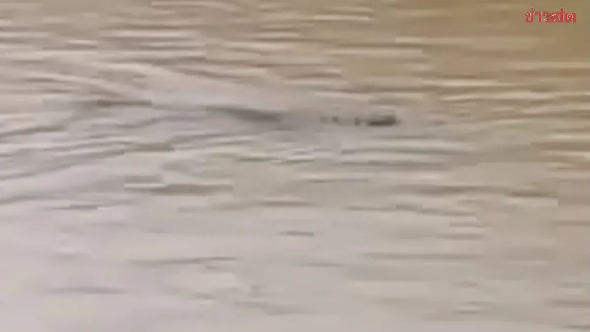 Four Crocodiles Escape During Sakaew Flooding Crisis