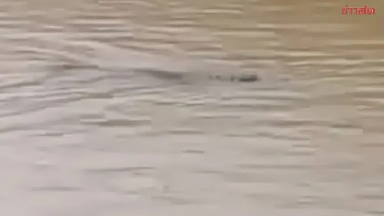 Four Crocodiles Escape During Sakaew Flooding Crisis
